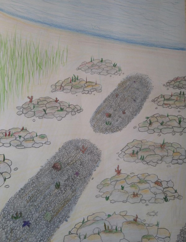 sktise, stenmuslingeålegræs